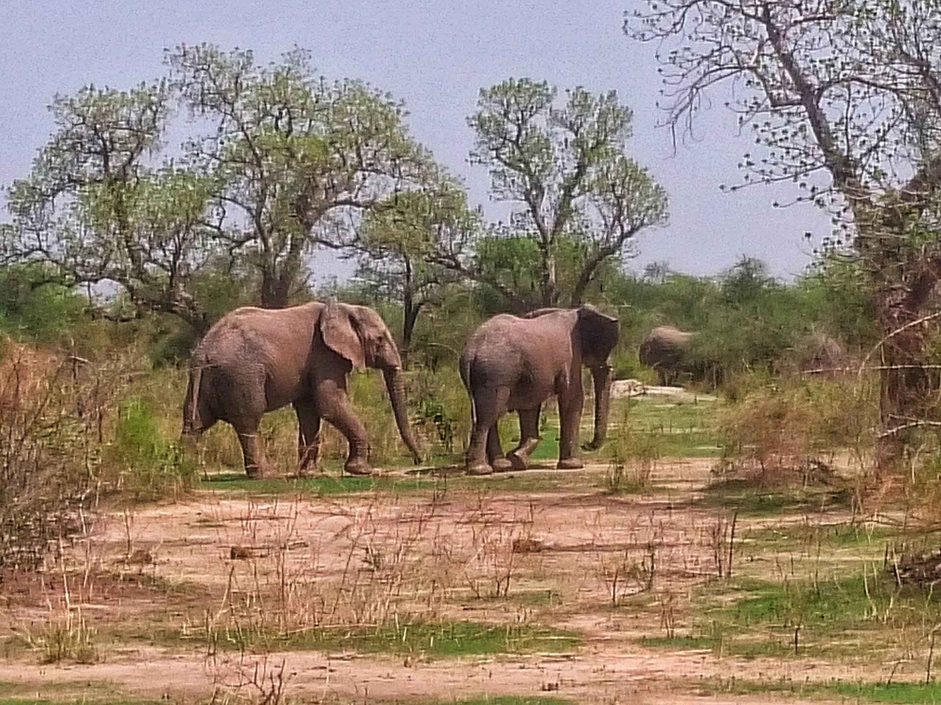 Éléphants dans la réserve faunique de Kalfou