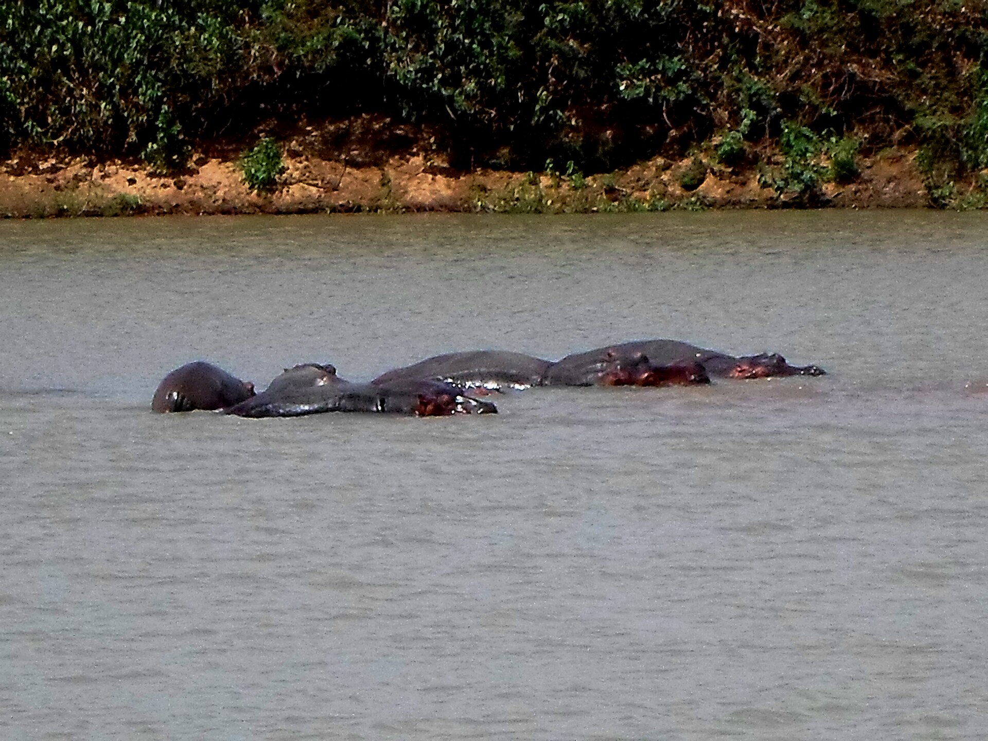 Hippopotames dans le lac de Maga